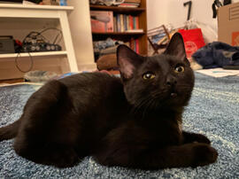 honey, a black kitten with golden eyes, loafed on the carpet.